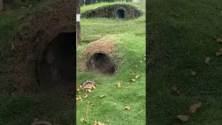 Кролик #roxanharder #shortvideos #reels