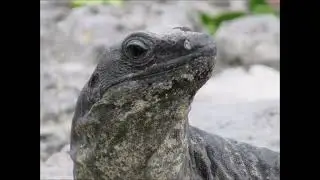 Opposite of Blink 'Tulum National Park (Parque Nacional Tulum)' Best of OoB 21