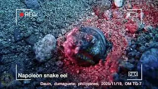 napoleon snake eel
