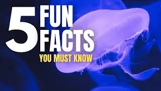 5 MOON JELLYFISH Fun Facts To WoW your friends!