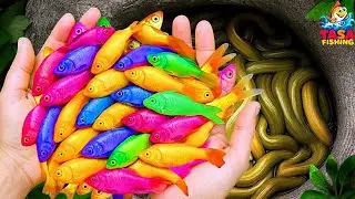 Catch Beautiful Aquarium Fish In Small Pond Baby Turtles, Eel, Frog, Ranchu Fish, Koi, Molly Fish..