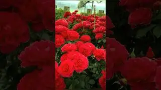 RED David Austin roses #rose #shorts
