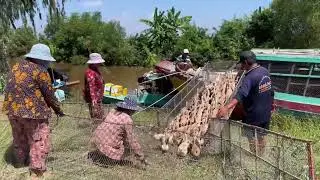 Full Video: Adorable Pink Ducks Loaded onto Trucks & Boats &ndash; Rare & Colorful Farming in Vietnam Vịt