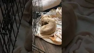 Puppy&rsquo;s Longest Nap!