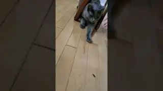 Bubbles the cat tries to eat a bug. I need some protein in my diet!