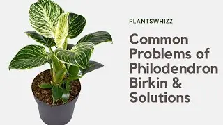 Common Problems of Philodendron Birkin & Solutions #Plantcare