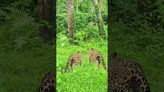 Tiger Leopard live  jungle.suddenly attack men #vfx #animals #tiger #shorts #viral #trending #tiktok