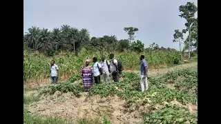 Sierra Leone: Kombra Farm pilot phase shows progress