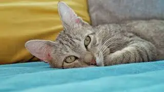 The Dark Side of Cat Dreams: Nightmares and Sleepwalking Exposed