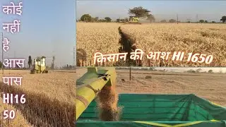 गेहूं की सबसे चर्चित वैरायटी hi 1650 का रिकॉर्ड तोड उत्पादन धान वाले खेतों में