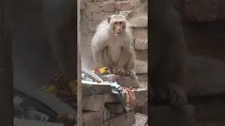 Monkey Attack India #shorts