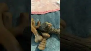 Black friday & cyber monday deals on dog bones for great danes and big dogs