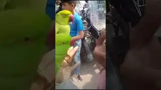 masha Allah #youtubeshorts #danishshezvlogs #rawparrots #viralshorts #birdslover #karachimarket
