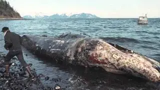 spOILed: Enbridge & Tankers in the Great Bear Rainforest?
