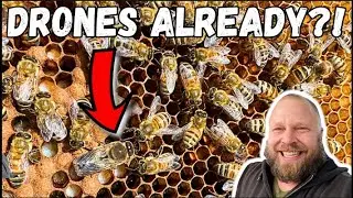 Honey Bee Colony inspection in April in Minnesota