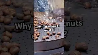 Почему каштаны взрываются?
