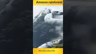 amazon rain forest#viral #facts #trending #latest #motivation