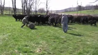 Cows in the Road