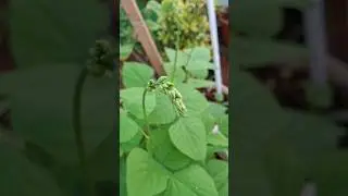 simple method to grow soya beans,butterbeans,field beans,peas#terrace garden#organic vegetables grow