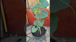 How to do 3G Cutting #bottlegourd #farming #garden #kado #লাউ