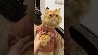 Brownu ka new kurta and cap||#viral #trending #shortvideo #catvideos #viral #cat #viralvideo