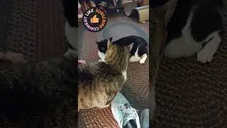 Our Journey today: Babygirl & Noname' #cats #catvideos #furmum #catsofyoutube #c