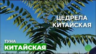 Туна китайская или Цедрела китайская(Toona sinensis)