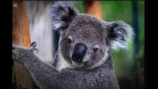 Ep. 15| 339 mammals series| The Koala