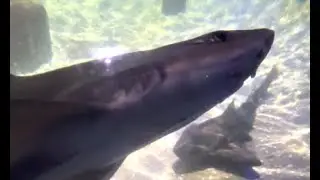 Sea Life Centre Hunstanton