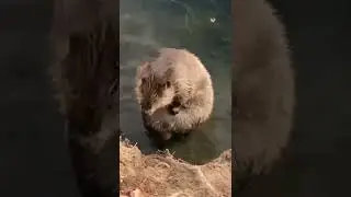 BBT #subscribe #nature #beautiful #cute #wildlife #bathing