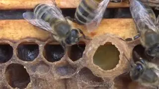 Monster Hives are preparing to Swarm!!