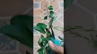 grow#cutting of purple#pride of India #trending #nature