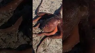 바다의 로또를 잡은 형님이 오늘의 장원 #오륙도방파제 #문어낚시