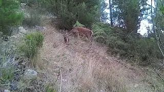Cierva y gabato