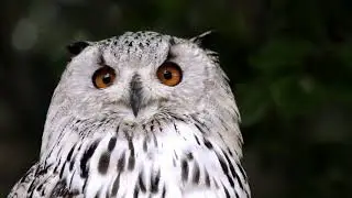 Owl Terrible Look 2160p 4k videos | Copyright Free Videos | Free Stock Video | New Video