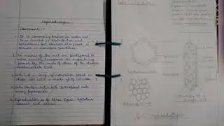 M.Sc. 1st SEM. PRACTICAL FILE OF BOTANY (Part 1)