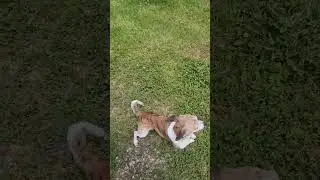 Interaction with the crazy 🤪 neighbor 😜