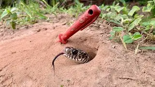 Unique Snake Trap!! To build an amazing trap to catch wild snakes in deep jungle