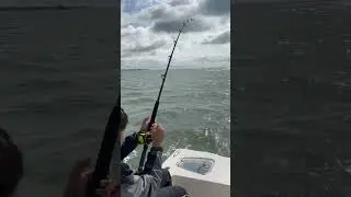 Slow trolling off Folly beach with live bait #follybeach #fypシ  #livebaitfishing