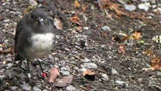 STEWART ISLAND ROBINS - ULVA ISLAND