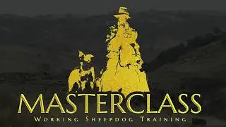 Over-commanded robots or purposeful partners - My philosophy for breeding and training sheepdogs