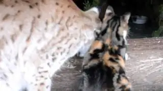 Katze und Luchs im Zoo