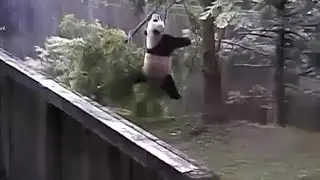 2015-07-18 Bao Bao & Mr  Mister, Breaking Branches
