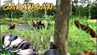 BERBURU GARANGAN POIN 2 JUMBO,TEKUKUR,HANYA SHOT DARI PONDOK.Berburu Garangan