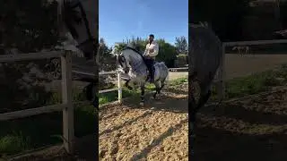 First piaffe with my new PRE Stallion Camper&oacute;. It&rsquo;s like he is strait out of my childhood  dreams