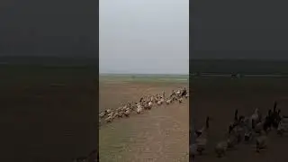 Indian Desi Duck 🦆 a rare hybrid variety of domastic type farming in the open#vieal #youtubeshorts
