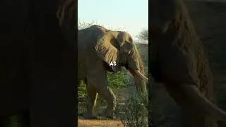 Top 5 Amazing Elephant Facts That Will Shock You #elephant #wildlife