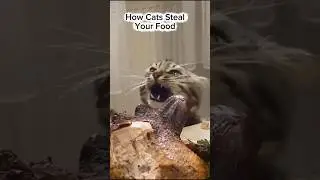 The Art of Food Theft: A Cat's Guide #cats #catshorts  #funnycat