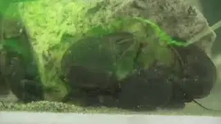 Porcelain crab feeding with fluorescein