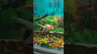 My aquarium fish room tour 😍 #aquarium #fishtank #aquascape #shorts #youtubeshorts